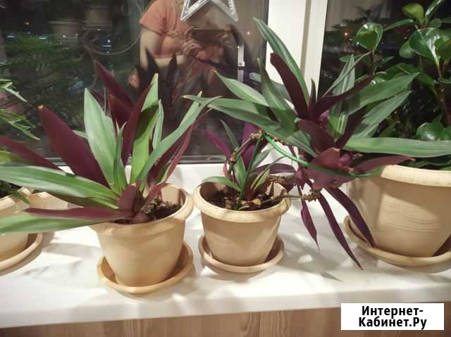 Рео традесканция в подарок Челябинск - изображение 1