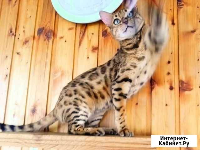 Бенгальская кошка Великий Новгород - изображение 1