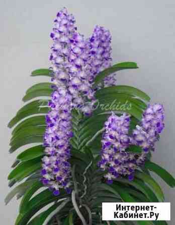 Ринхостилис Rhynchostylis coelestis Blue Вологда
