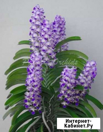 Ринхостилис Rhynchostylis coelestis Blue Вологда - изображение 1