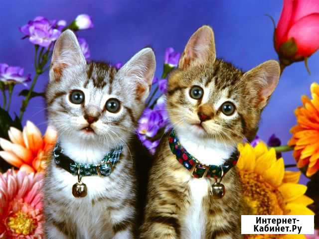 Котята в добрые руки Серпухов - изображение 1