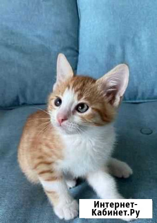 Котик Анапа - изображение 1