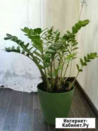 Замиокулькас Хабаровск