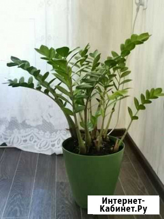 Замиокулькас Хабаровск - изображение 1