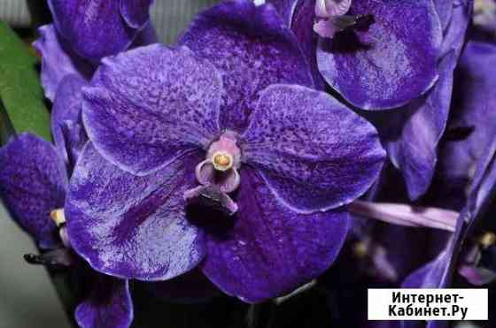 Ванда Vanda Roberts Delight blue Вологда