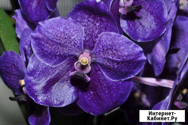 Ванда Vanda Roberts Delight blue Вологда - изображение 1