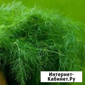 Семена укропа Компакт, 500 г Кропоткин - изображение 1