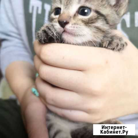 Котенок в дар Воскресенское - изображение 1