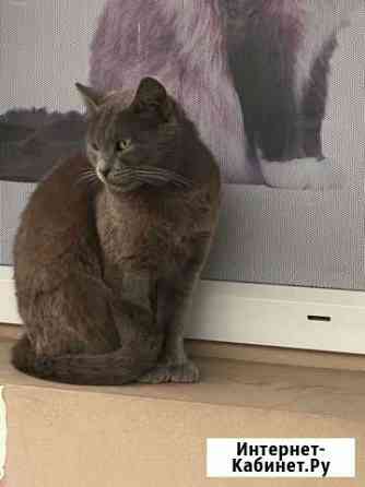 Кошечка в добрые руки Краснодар