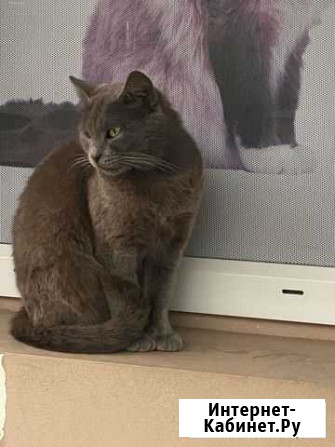 Кошечка в добрые руки Краснодар - изображение 1