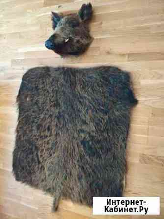 Шкура и голова кабана Екатеринбург
