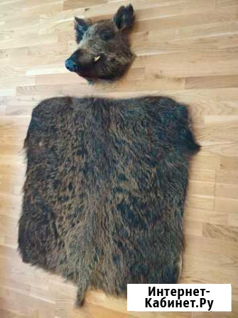 Шкура и голова кабана Екатеринбург - изображение 1