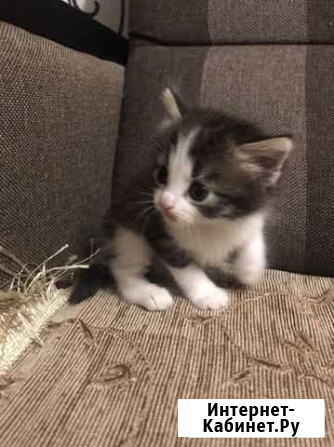 Котёнок Подпорожье - изображение 1