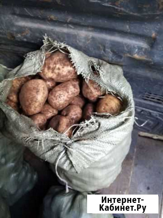 Продам картофель с доставкой Великий Новгород - изображение 1