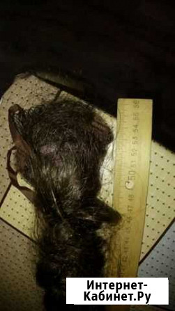 Волосы на заколках Ставрополь - изображение 1