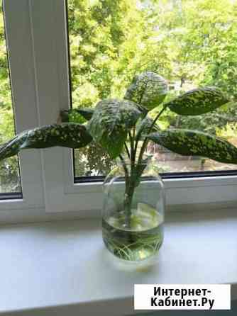 Диффенбахия Калининград