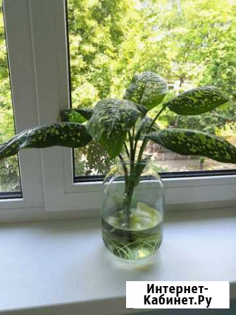 Диффенбахия Калининград - изображение 1