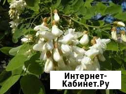 Акация белая Робиния Токсово - изображение 1