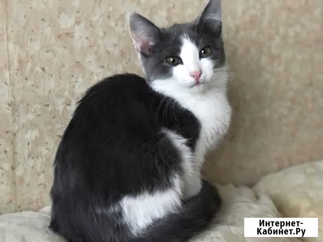 Котик Михайловка - изображение 1
