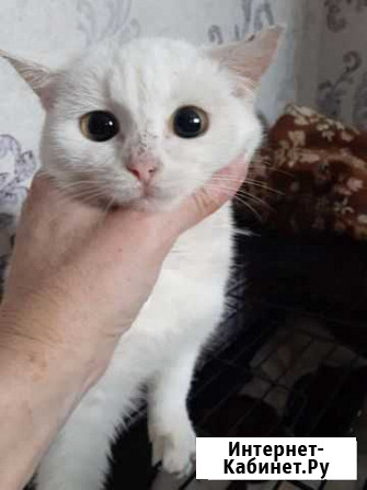 Котенок девочка 3мес Тюмень - изображение 1