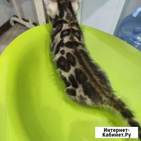 Бенгальские котята, чистокровные Миасс - изображение 1