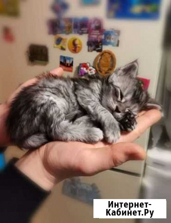 Котята мейн-кун Петрозаводск - изображение 1