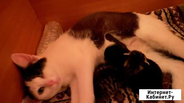Кошка с двумя котятами на зиму Зубцов - изображение 1