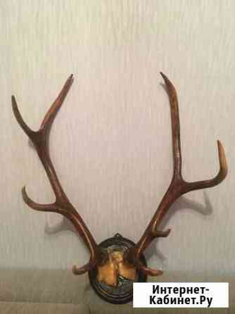 Рога оленя Волгоград