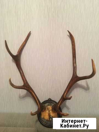 Рога оленя Волгоград - изображение 1