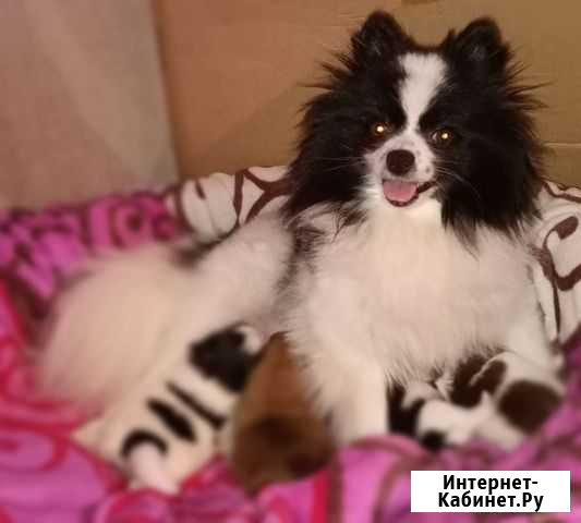 Щенки померанский шпиц Калуга - изображение 1