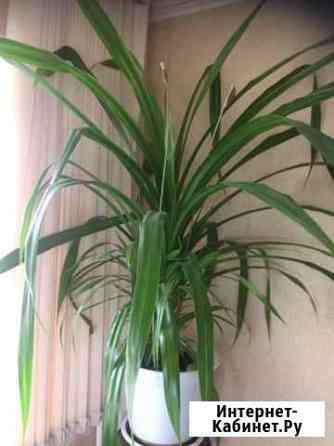 Панданус, высота цветка 1м Липецк