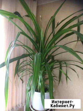 Панданус, высота цветка 1м Липецк - изображение 1