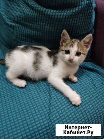 Котенок Таганрог - изображение 1