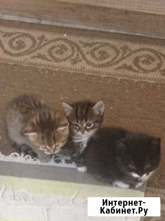 Котята Петровск - изображение 1