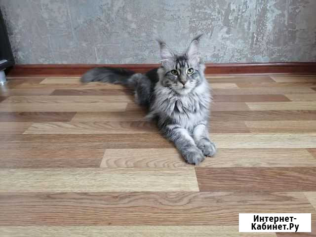 Резерв котят породы мейн-кун Хабаровск - изображение 1