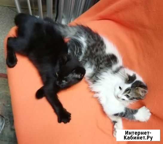 Кошка Ставрополь - изображение 1