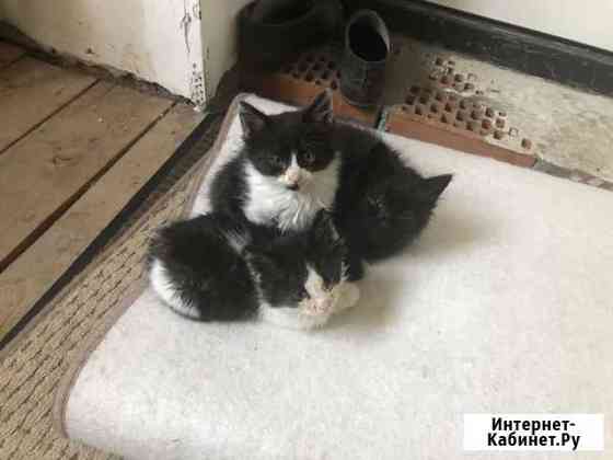 Котята в добрые руки Шахты