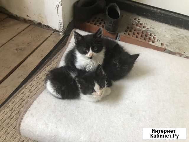 Котята в добрые руки Шахты - изображение 1