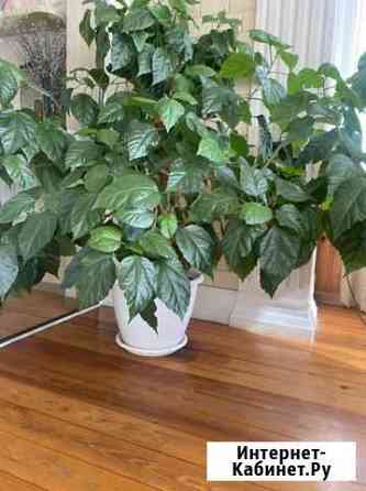 Гибискус китайская роза Краснодар