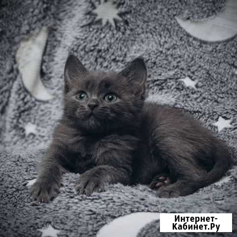 Котята ищут дом Минеральные Воды - изображение 1