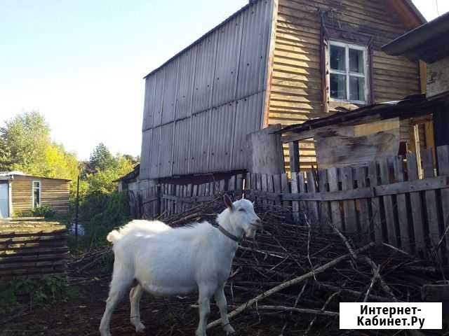 Козел вязка продажа выезд Пермь - изображение 1
