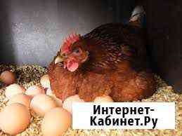 Дамашнее яйцо Тула