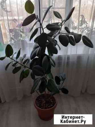 Фикус каучуконосный Хабаровск