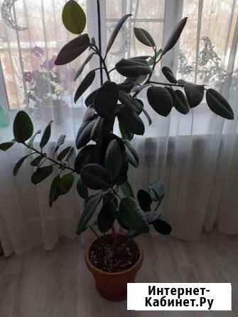 Фикус каучуконосный Хабаровск - изображение 1
