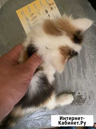 Котята в добрые руки Ижевск - изображение 1