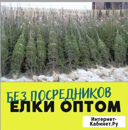 Ель Елка опт Коломна - изображение 1