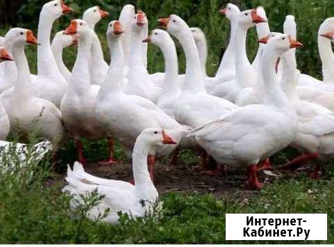 Гуси линда Ачинск - изображение 1