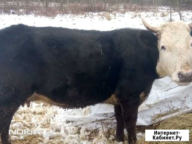 Корова Бежецк - изображение 1