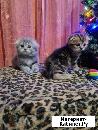 Шотландские котята Владимир - изображение 1