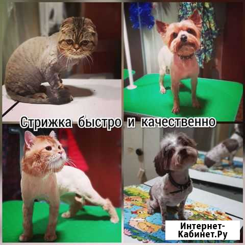 Стрижка кошек на дому Тула - изображение 1